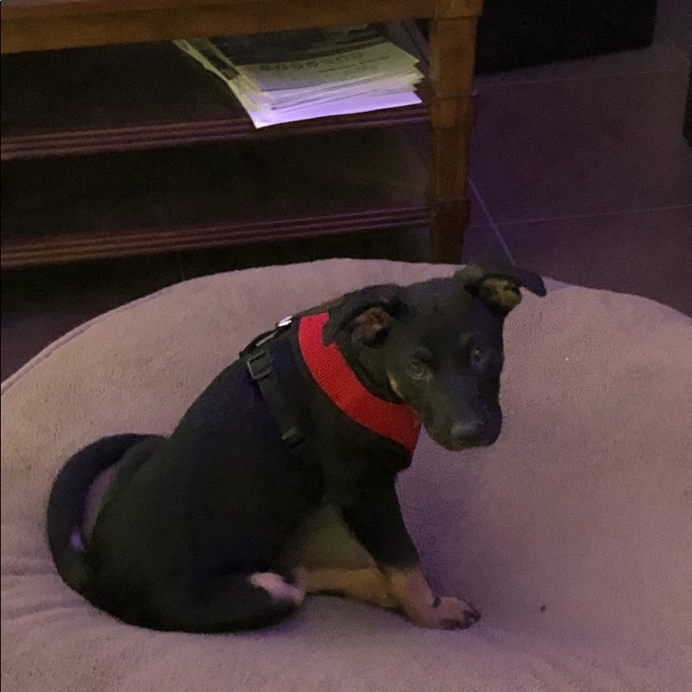 Meet your Posher, Bruin